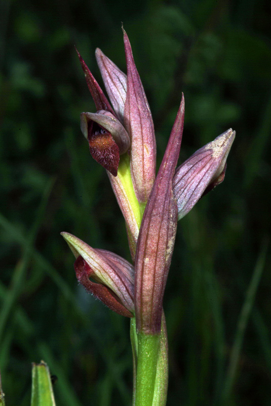 Conferma Serapias parviflora
